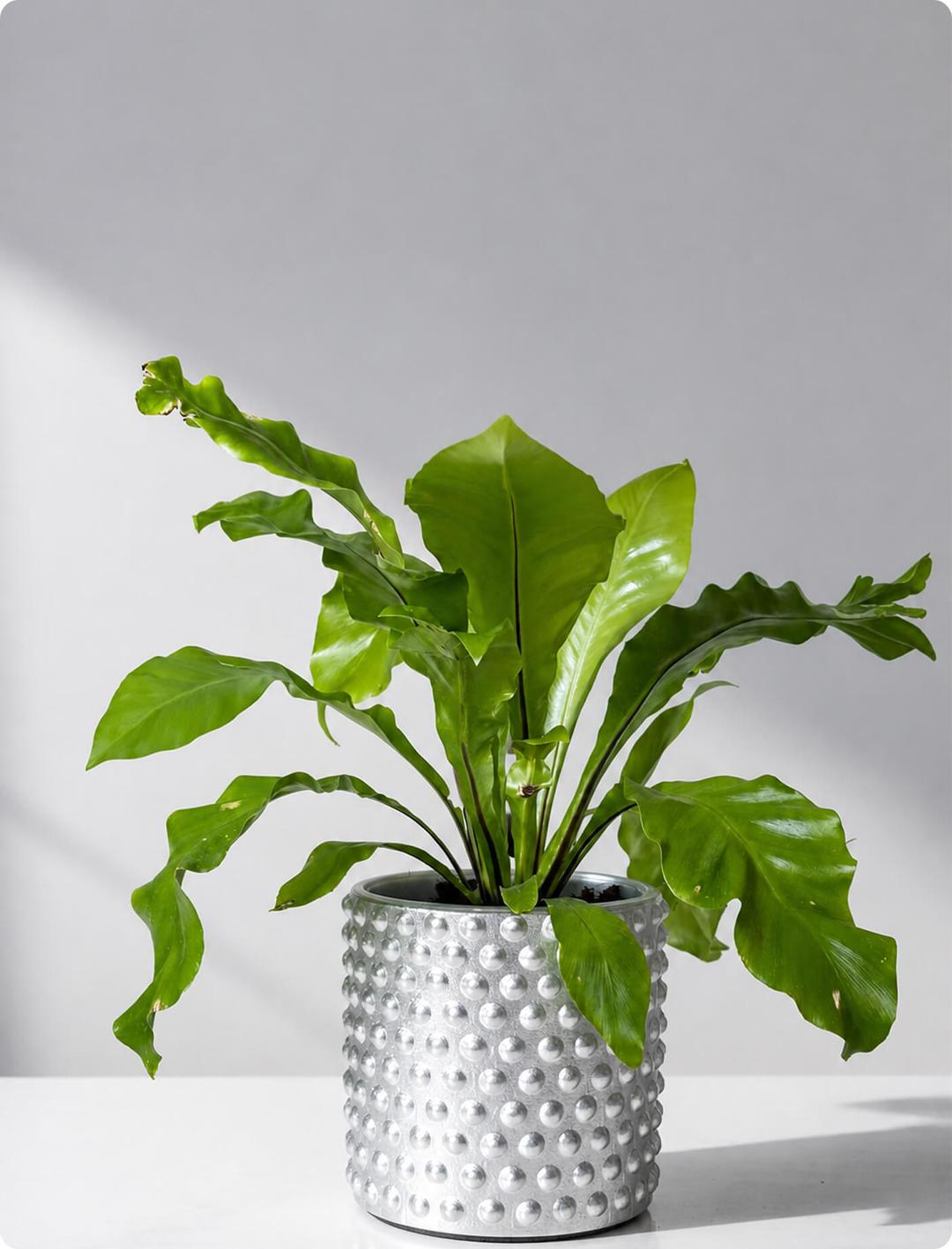 product-card-image